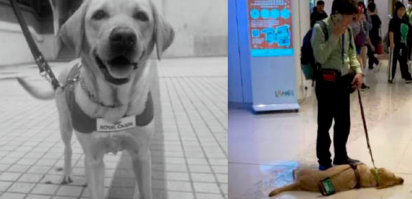 香港一导盲犬在商场内晕倒去世，引发社会对视障者和导盲犬的关注和反思
