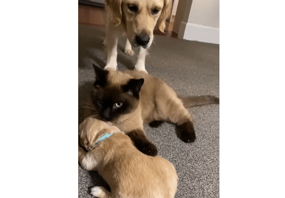 狗崽被猫咪霸占，金毛妈妈犹豫了一下居然走了：算了，反正生的多！