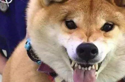 铲屎官带柴犬去医院打针，狗狗一脸拒绝，情急之下咬主人大腿