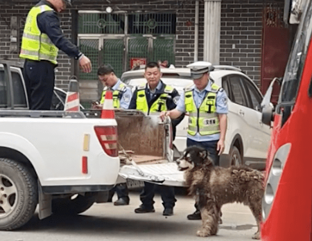 民警处置流浪的阿拉斯加，让它坐车后面不愿意，非要坐在车里面！ 
