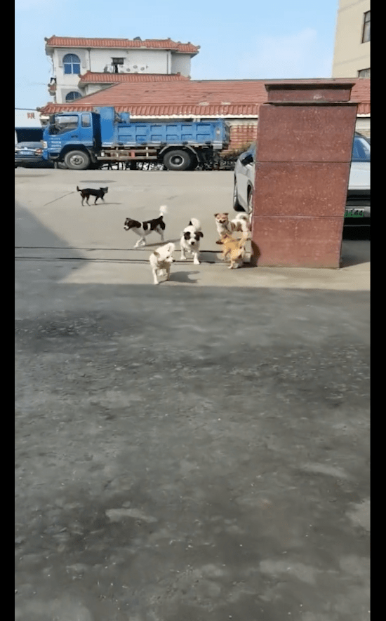 喂了几次流浪狗后，它竟带着朋友一起来讨食！狗：给我点面子哦！ 