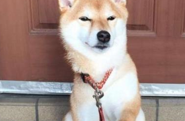 铲屎官套路柴犬，假装触电了，狗子的反应太暖心 