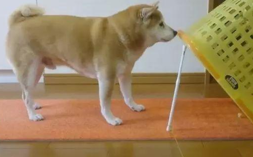 铲屎官自制陷阱捕捉柴犬，考验汪智商的时候到了！