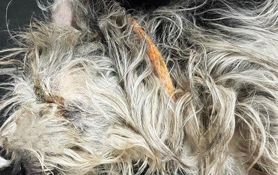狗狗离世前几小时遭主人抛弃，义工泪崩：临终前它仍不忘寻找主人
