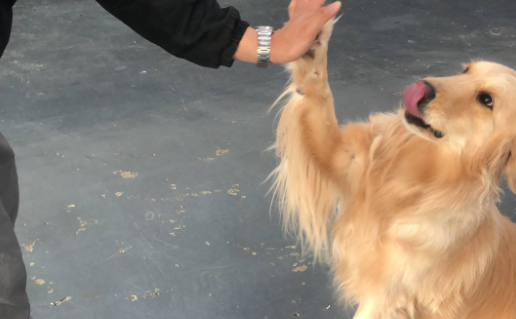 成立近三年近况如何？记者走进温州首个犬只栖养园