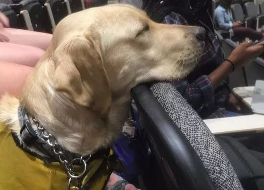 小导盲犬训练第一天，就四脚朝天的“罢工”了：真的超辛苦！