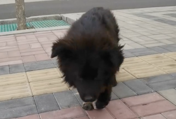 狗狗腿瘸了送去医院，医生干脆利落做截肢手术，事后还送来锦旗！
