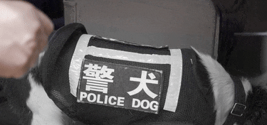 民警偶遇酷似已故缉毒犬的狗狗，一问名字瞬间泪奔，这是为什么