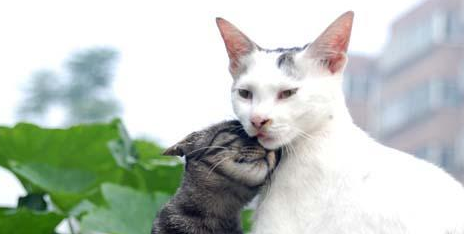 奶奶收养20多只流浪猫，自从来了一位不速之客后，小猫接连失踪