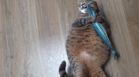 猫咪绝育后一年体重翻了一倍，只因为主人误信，绝育后要给猫加餐