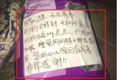 主人搬家抛弃泰迪犬，狗狗原地蹲守到第二天，背影让人辛酸