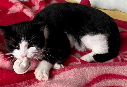 猫咪花11年为主人打磨艺术栏杆，主人很感动...猫：不用谢，我会继续努力的！