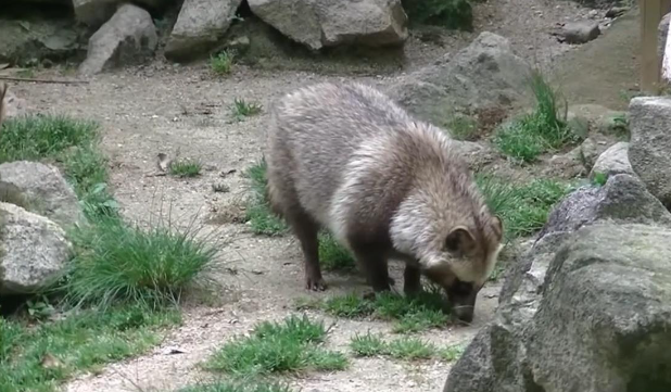 江西南昌出现“貉影”，外形像狗有獠牙，能抓老鼠会欺负流浪猫