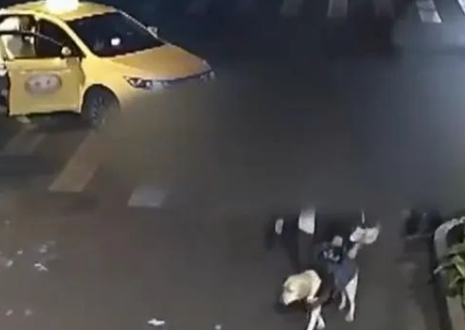 导盲犬带主人吃火锅迷路，结局很温暖！
