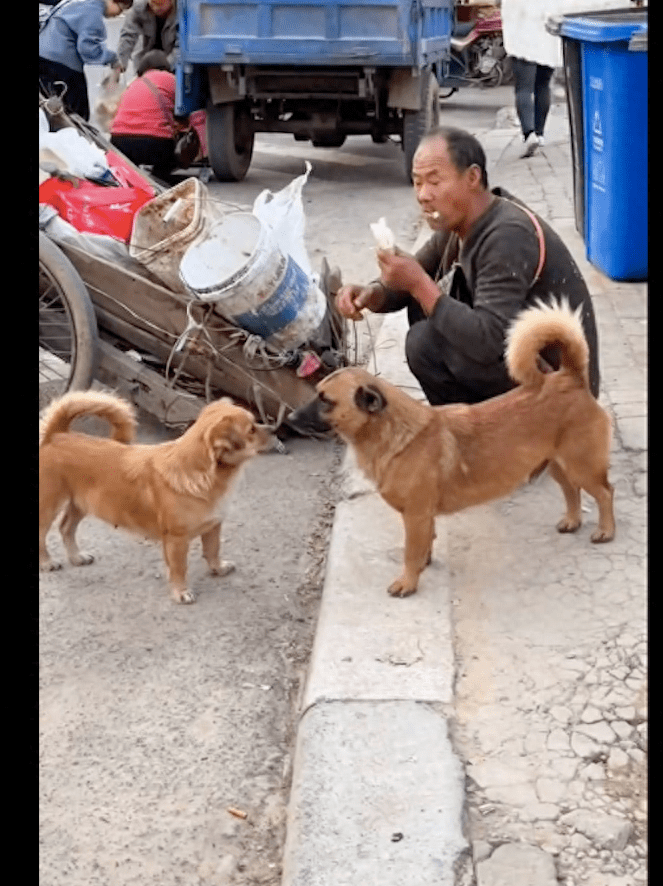 拾荒大爷养了50只流浪狗，每天想办法喂饱它们，自己却睡在房顶上 