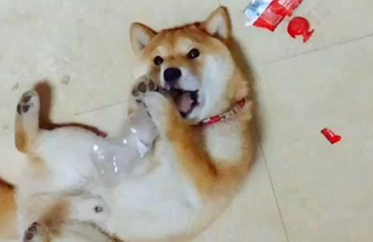 柴犬被地插电嘴，主人假装手也被电，狗子的举动暖心了…… 