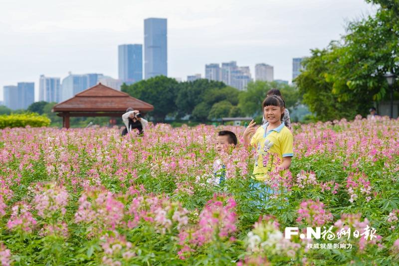 花海公园1.5万平方米醉蝶花盛放