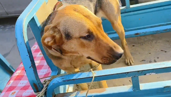 看家犬预感不妙，狗肉车旁紧抱主人，奈何大叔为了800块，早已不在乎它的生死