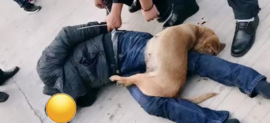 偷狗贼行窃时，被发现且被打成重伤，伤者不可以状告狗主人？