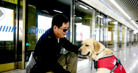 香港一导盲犬在商场内晕倒去世，引发社会对视障者和导盲犬的关注和反思