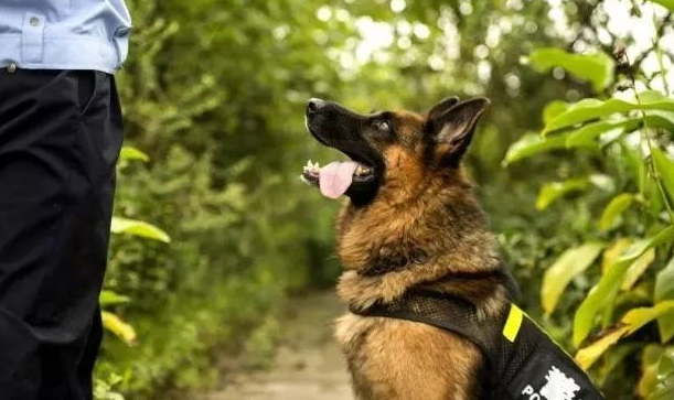 警犬：上班时很帅，下班了也不是啥正经狗