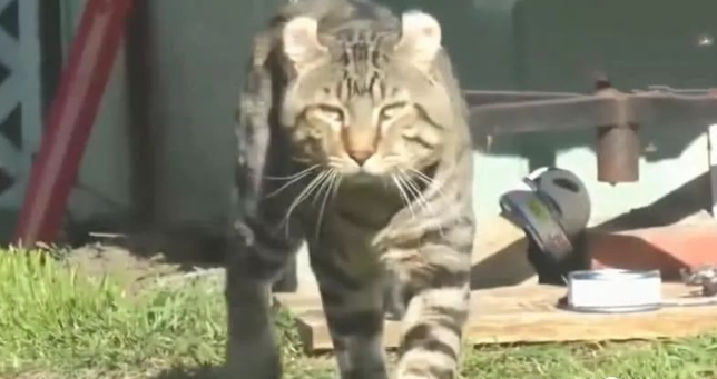 猫咪从小被老虎收养，长大后被老虎“同化”，一出场老虎都傻眼了