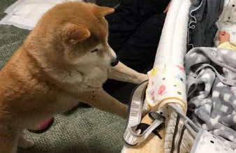 一只15岁的老柴犬，见到刚出生的小主人时，它的反应让人笑出泪