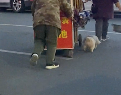 老人收摊要推小车准备回家了，狗狗在旁边使劲帮忙拉，真懂事啊！