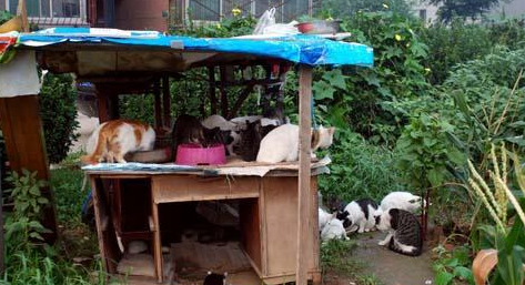 奶奶收养20多只流浪猫，自从来了一位不速之客后，小猫接连失踪