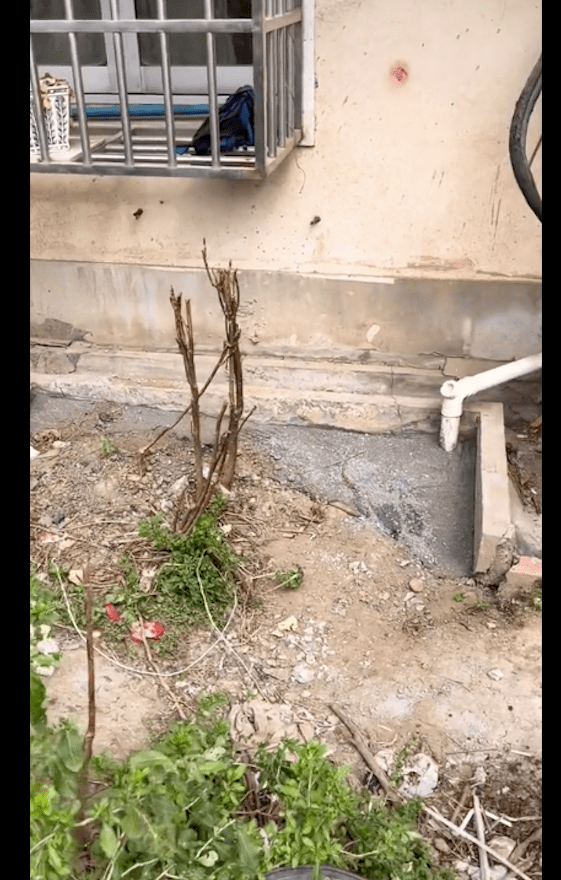 流浪狗妈赌上性命求助宝妈，好心喂养却遭住户举报，叫来城管抓它 
