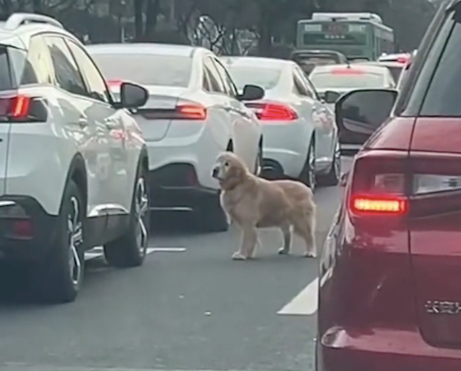 年老的金毛被遗弃后，独自跑到马路上一辆接着一辆车找主人