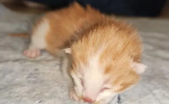 克隆小橘猫，纯国产！