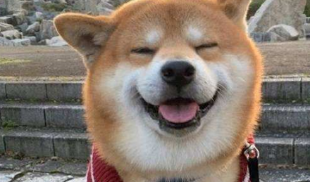 铲屎官带柴犬去医院打针，狗狗一脸拒绝，情急之下咬主人大腿