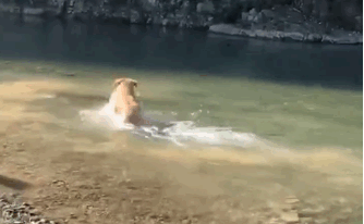 警犬：上班时很帅，下班了也不是啥正经狗