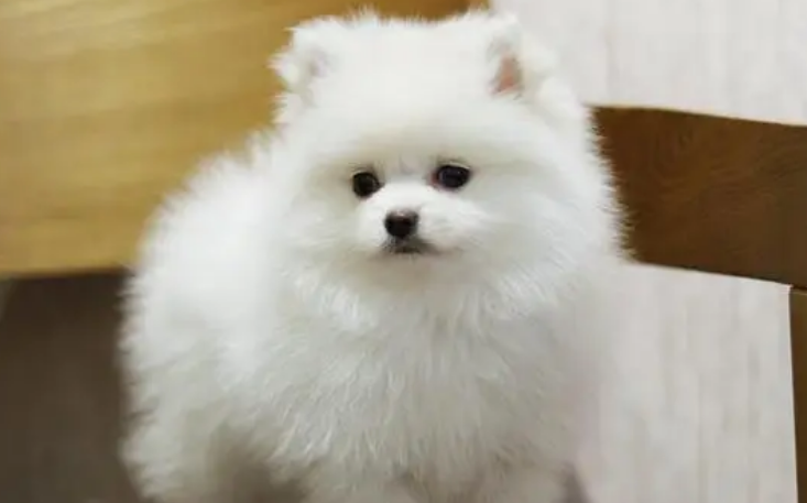 扩散！爱犬丢失，昆明96岁老人急得不睡觉：怕它回来没人开门 