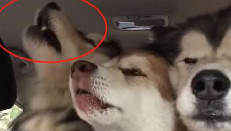主人带着3只阿拉斯加出门，中途都不敢停车，就是三个自动喇叭