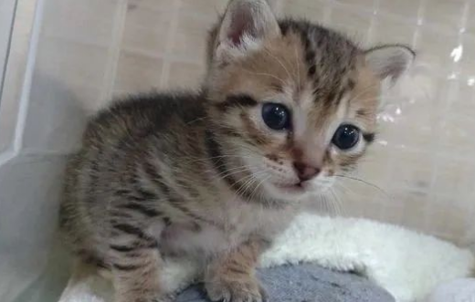 硬汉捡到小奶猫后不仅照顾吃喝还给搭建乐园…网友：男妈妈！