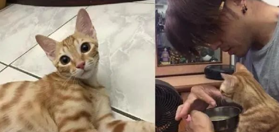 宠猫无极限，有人疼的喵喵像个宝！