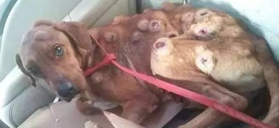 这只全身布满肿瘤的狗在街角等待死神的到来...