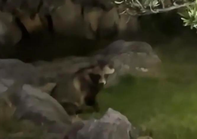 江西南昌出现“貉影”，外形像狗有獠牙，能抓老鼠会欺负流浪猫