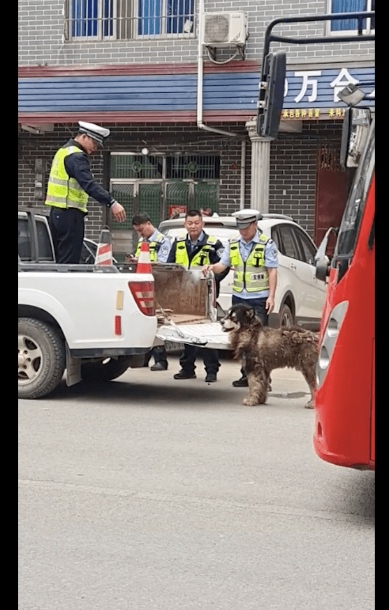 民警处置流浪的阿拉斯加，让它坐车后面不愿意，非要坐在车里面！ 