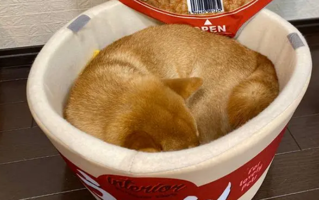 自从给柴犬买了这个狗窝，主人晚上都不敢看它，不然越看越饿