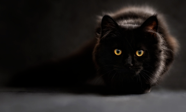 网友疯传猫咪转世证据，“那不是胎记，是猫的承诺！”