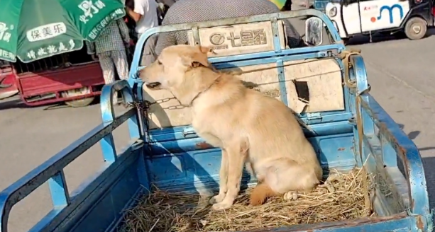 280块！凶猛看家犬被夹上狗肉车，发现狗狗一动不动，狗主笑道：夹毁了