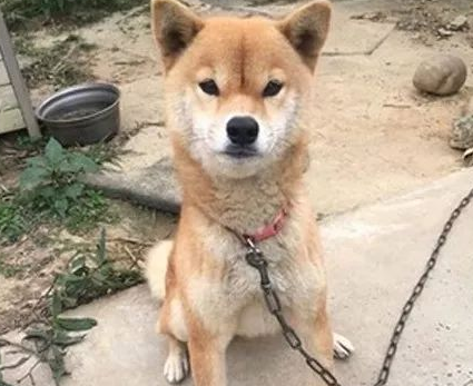 重伤幼犬突然闯入家中，柴犬不仅把窝让给它，还站在门外守护！
