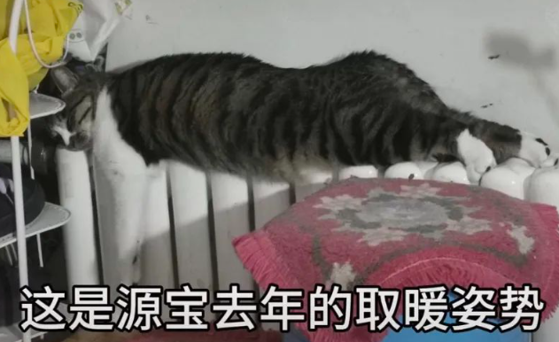猫咪因太胖爬不上暖气，后腿猛捯超心酸…网友：那条腿不上去是不冷吗？