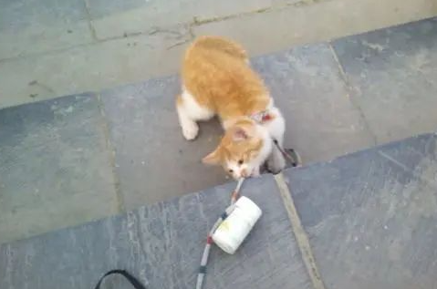 ”猫咪”应激反应，有多严重？我家猫吓死了！