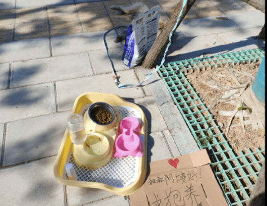 家里不允许高三孩子养狗，奶奶带着狗扔到偏僻地方遗弃，好心疼！ 