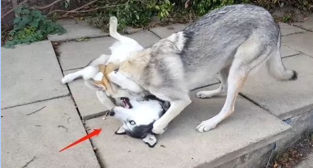 主人让二哈跟猛犬一起生活，结果二哈悲剧了，让人挺心疼的