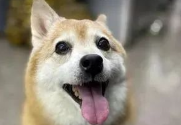 13岁柴犬爷爷去医院看病，乖乖吐舌仰躺等医生检查…